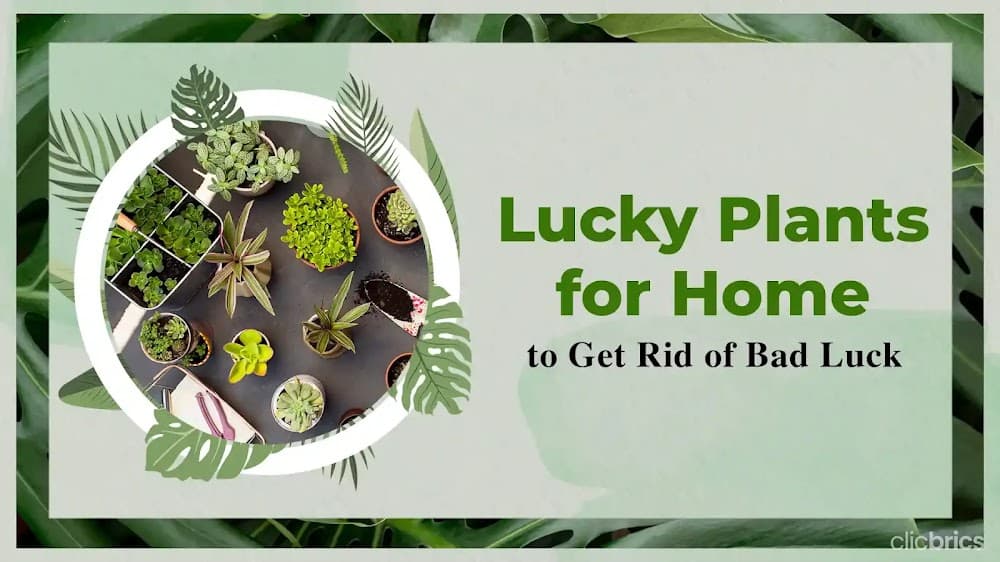 10 Lucky Plants For Home To Bring Good Times