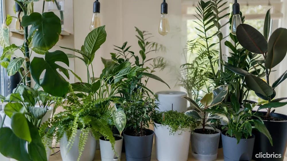 7 Easiest Houseplants To Grow At Home