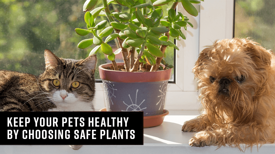 Which Houseplants Are Safe To Grow Around Pets? Answer Is…
