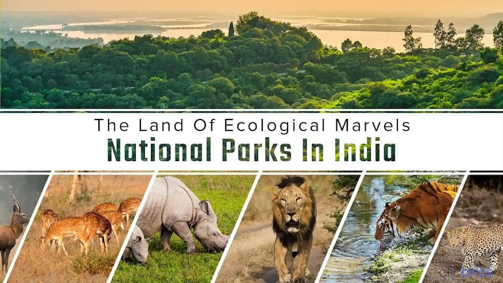 National Parks in India: List of 10 Most Revered National Parks
