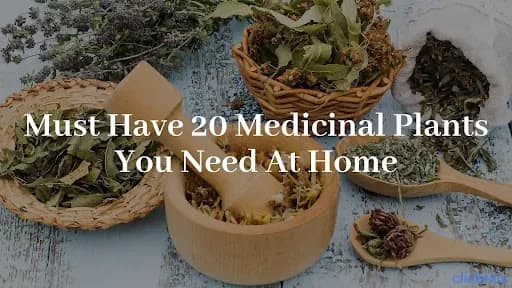 20 Medicinal Plants Names & Their Health-Boosting Remedies