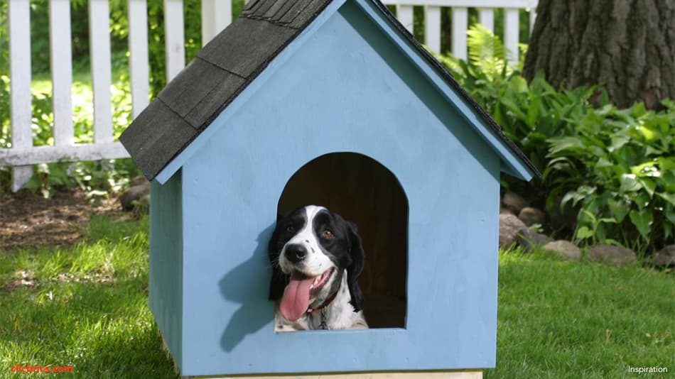 Discover The Most Amazing Dog House Designs