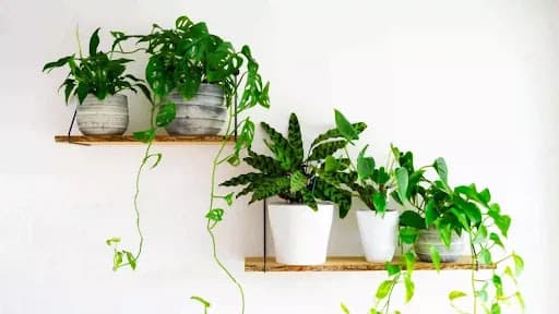 8 Best Plants for Home As Per Vastu Shastra